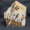 Fossil Stone - flora
