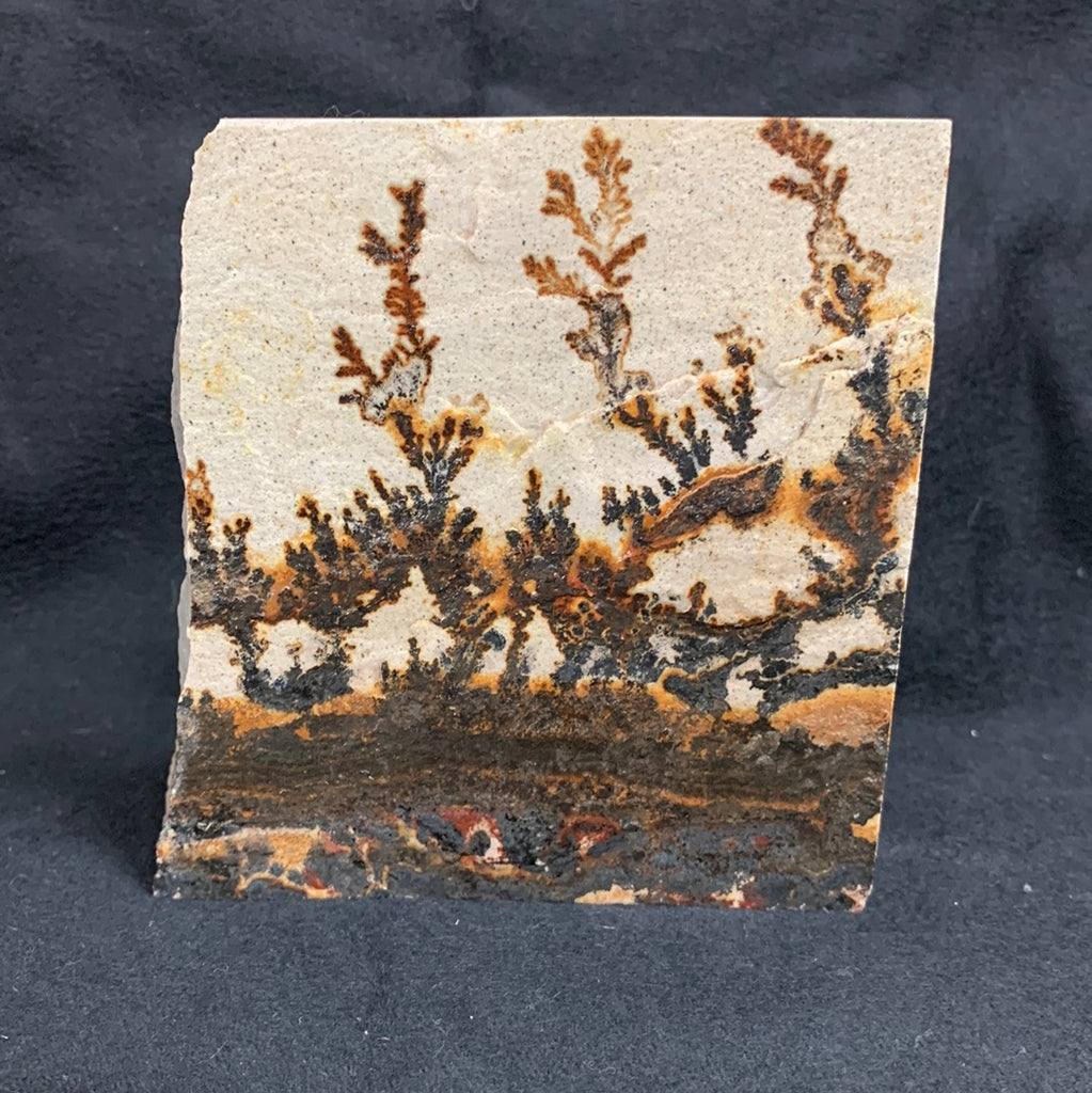 Fossil Stone - flora