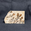 Fossil Stone - flora