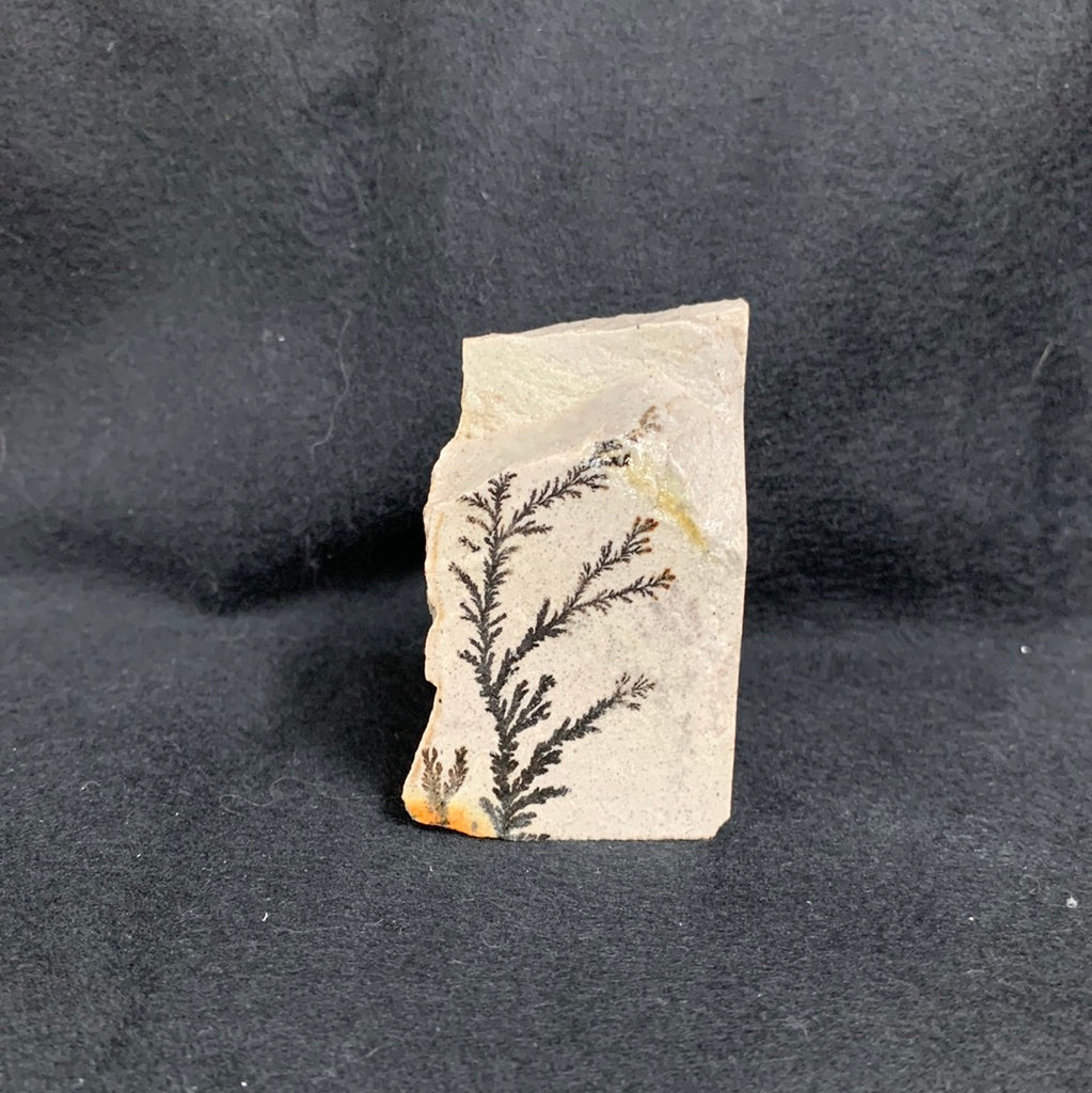 Fossil Stone - flora