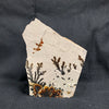 Fossil Stone - flora