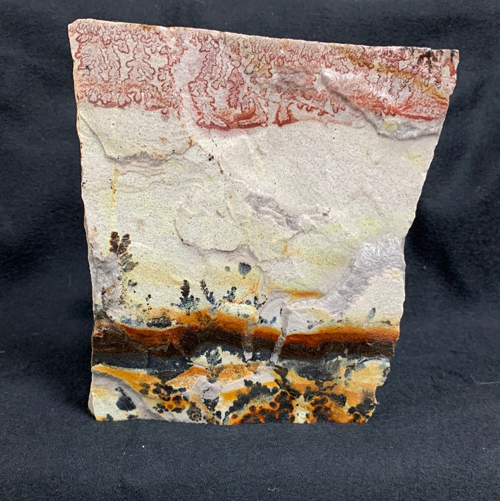 Fossil Stone - flora