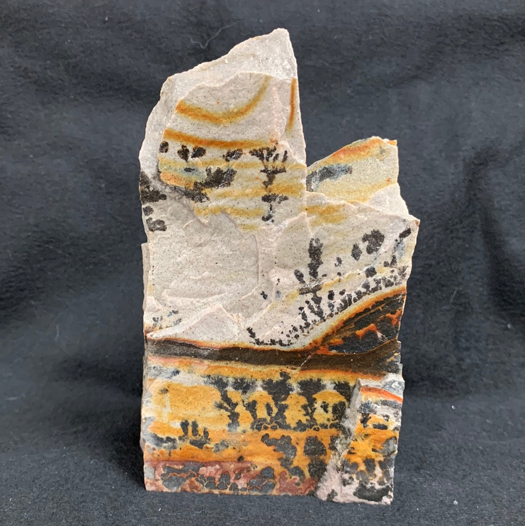 Fossil Stone - flora
