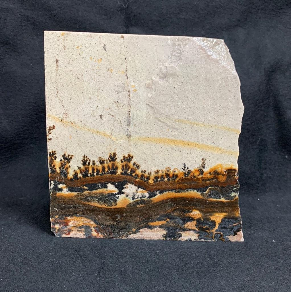 Fossil Stone - flora