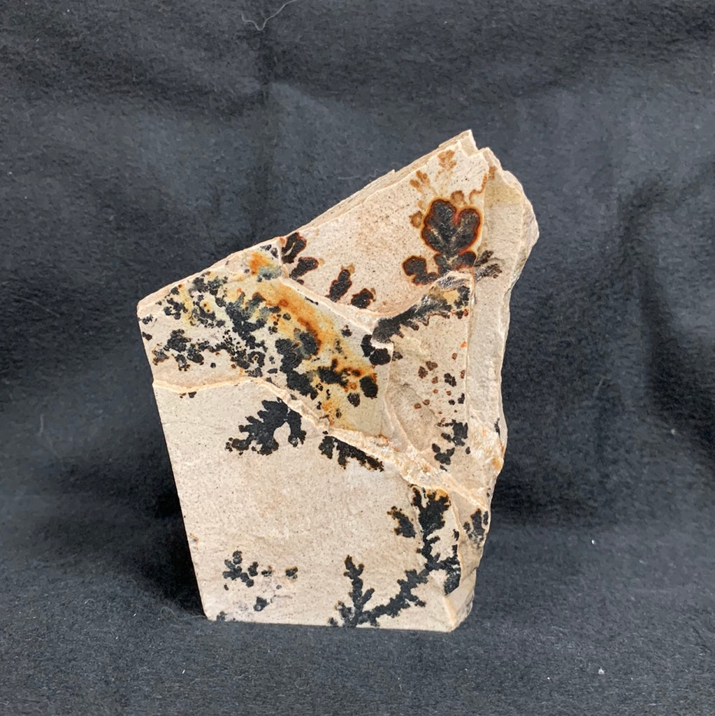 Fossil Stone - flora