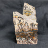 Fossil Stone - flora