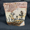 Fossil Stone - flora