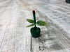 Jade Apple