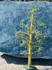 Jade Tree